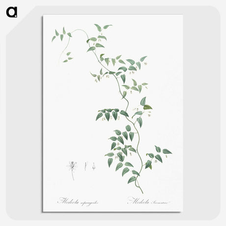 1-37_The-Lilies_picture-crop