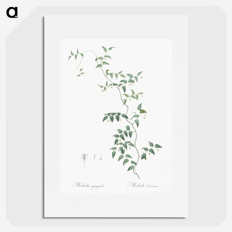 1-37_The-Lilies_picture