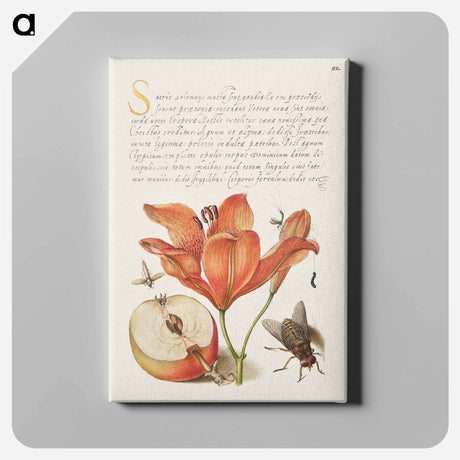 アートパネル-Insects, Orange Lily, Caterpillar, Apple, and Horse Fly from Mira Calligraphiae Monumenta
 - 書道のお手本 Canvas.