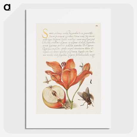 アートポスター-Insects, Orange Lily, Caterpillar, Apple, and Horse Fly from Mira Calligraphiae Monumenta
 - 書道のお手本 Poster.