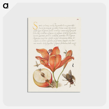 アートポストカード-Insects, Orange Lily, Caterpillar, Apple, and Horse Fly from Mira Calligraphiae Monumenta
 - 書道のお手本 Postcard.