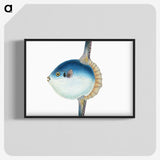 1-37_The-Natural-History-of-British-Fishes_blk-crop