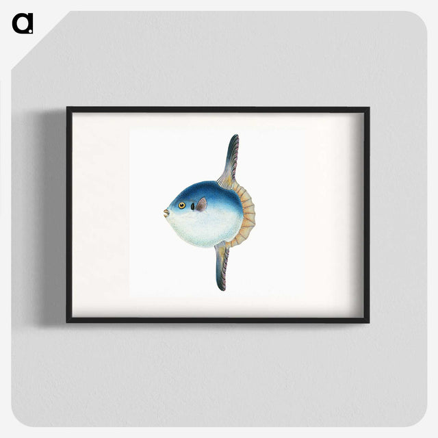 1-37_The-Natural-History-of-British-Fishes_blk