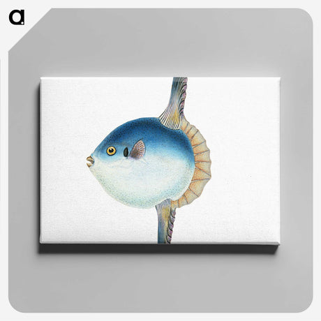 1-37_The-Natural-History-of-British-Fishes_canvas
