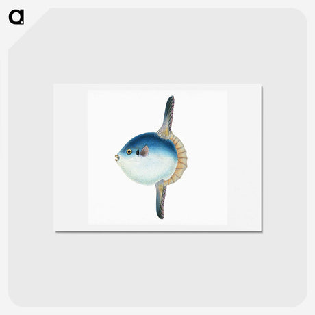 1-37_The-Natural-History-of-British-Fishes_hagaki