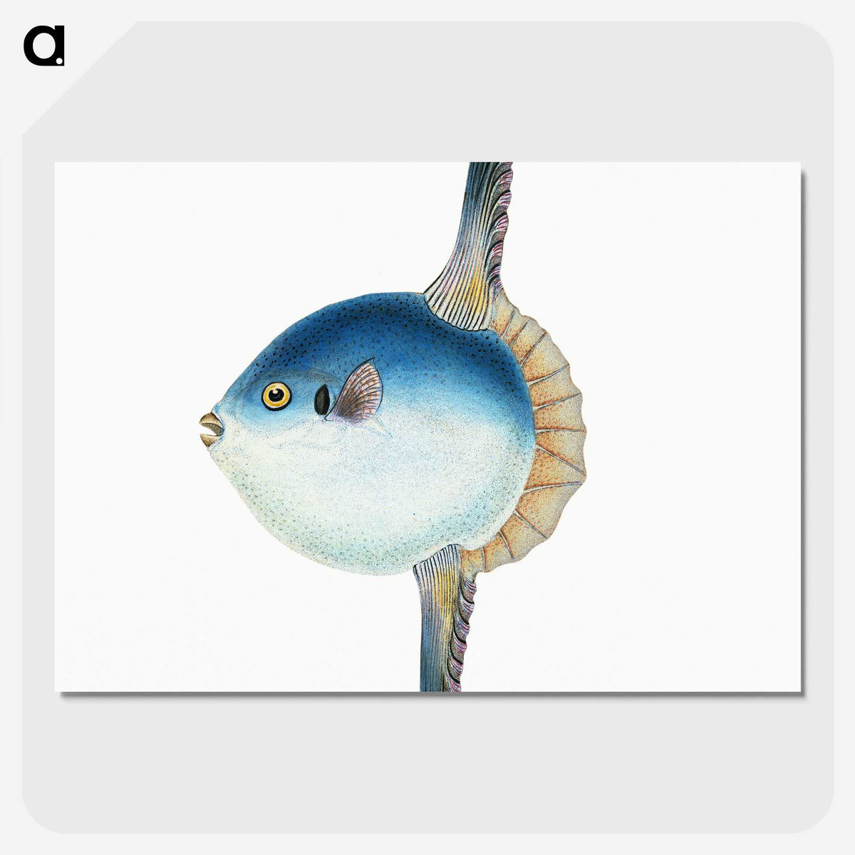 1-37_The-Natural-History-of-British-Fishes_picture-crop
