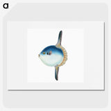 1-37_The-Natural-History-of-British-Fishes_picture