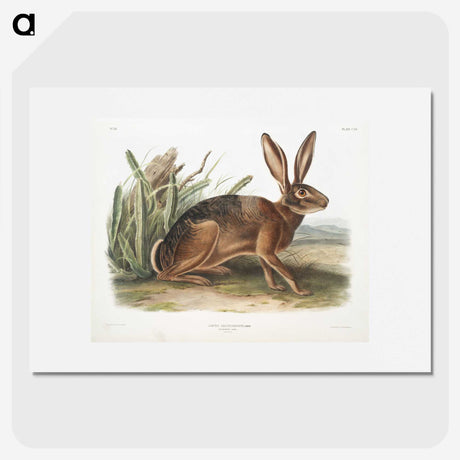 1-37_The-Viviparous-Quadrupeds_picture