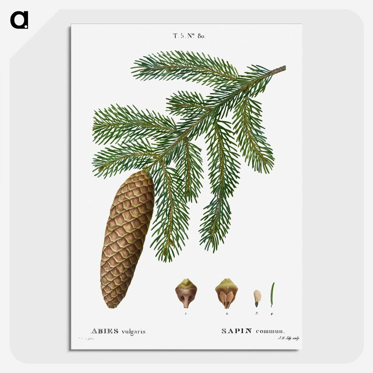 1-37_Treatise-on-Trees-and-Shrubs_picture-crop
