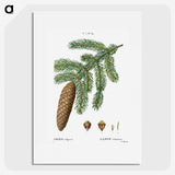 1-37_Treatise-on-Trees-and-Shrubs_picture