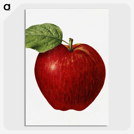 1-37_USDA-Watercolor-Fruit-Painting-Collection_picture-crop