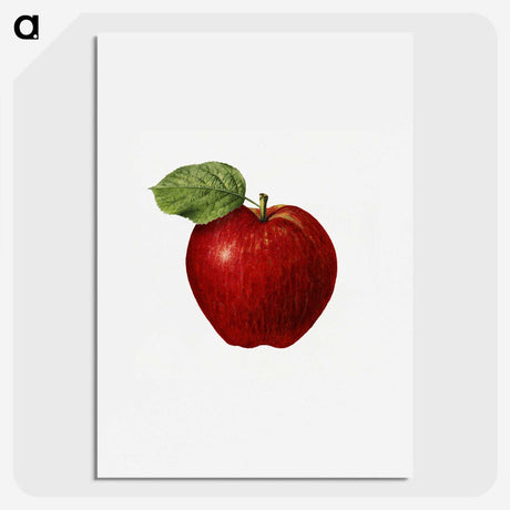 1-37_USDA-Watercolor-Fruit-Painting-Collection_picture