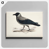 Hooded crow - ヴィルヘルム フォン ライト Canvas.
