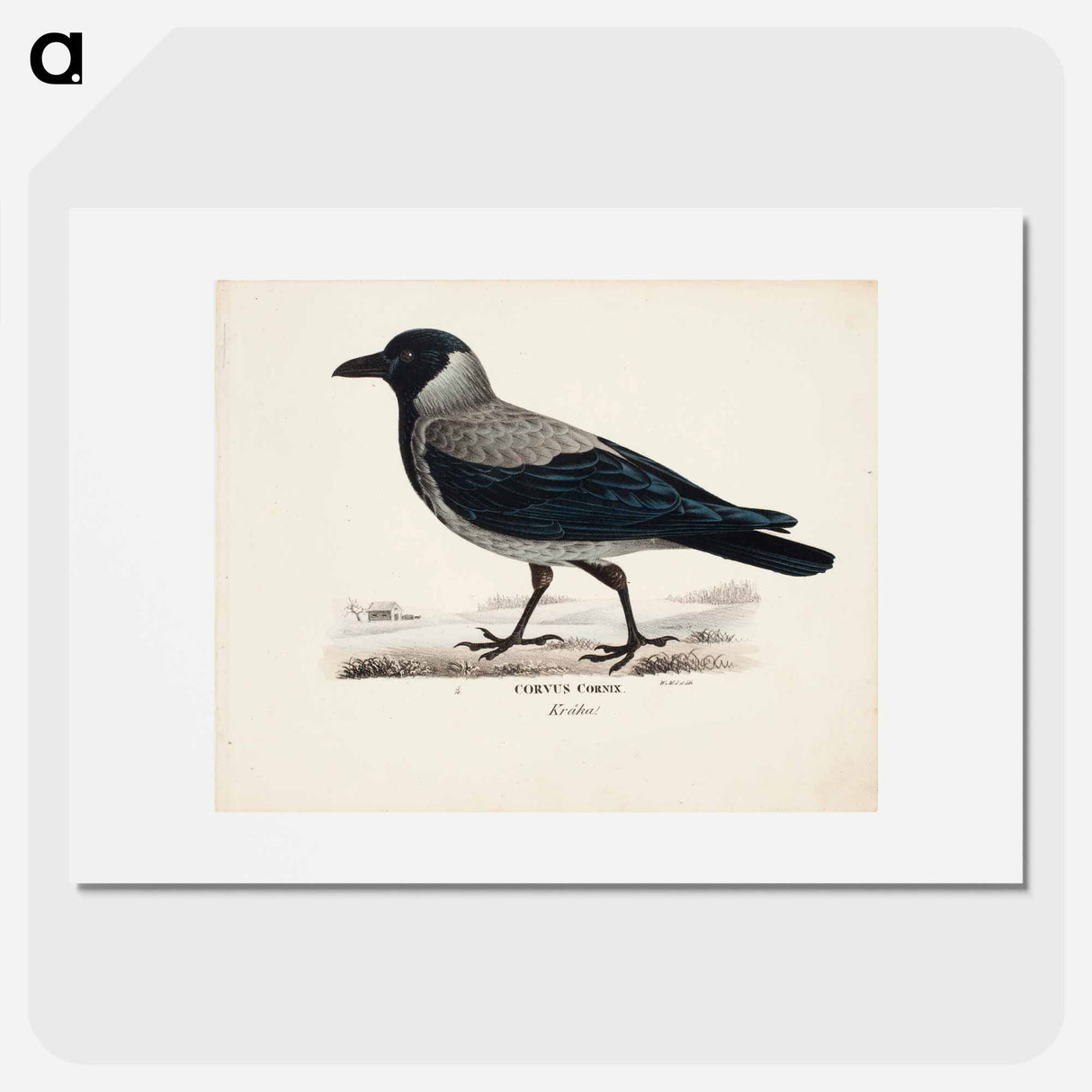 Hooded crow - ヴィルヘルム フォン ライト Poster.