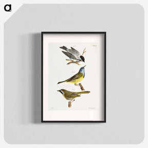 アートポスター-The Carolina Tit - ニューヨークの動物学 Poster.