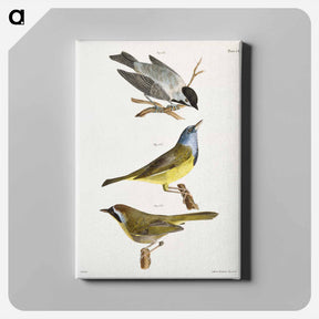 アートパネル-The Carolina Tit - ニューヨークの動物学 Canvas.