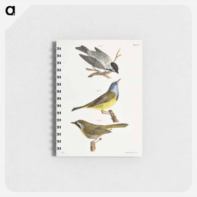 アートメモ帳-The Carolina Tit - ニューヨークの動物学 Memo.