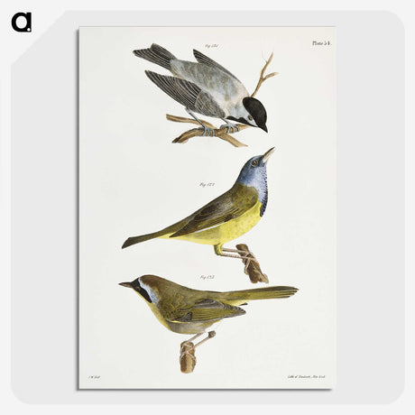 1-37_Zoology-of-New-York_picture-crop