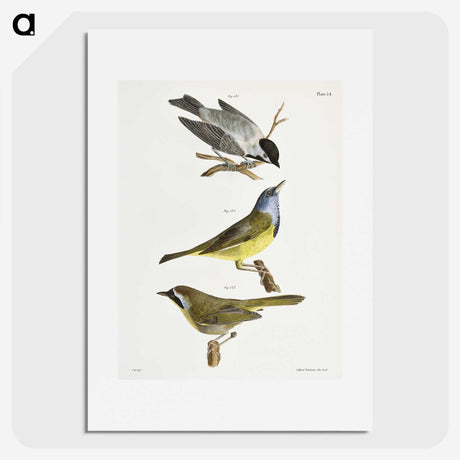 1-37_Zoology-of-New-York_picture