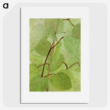 1-38_Abbott-Handerson-Thayer_picture