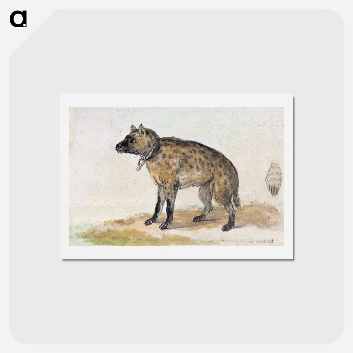 Spotted hyena - アールト シューマン Postcard.