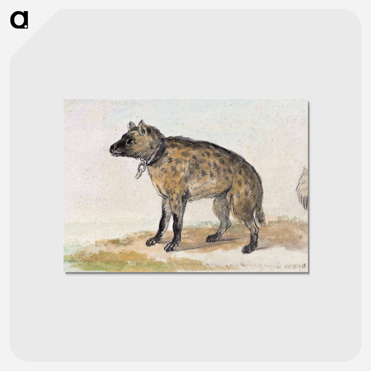 Spotted hyena - アールト シューマン Postcard.