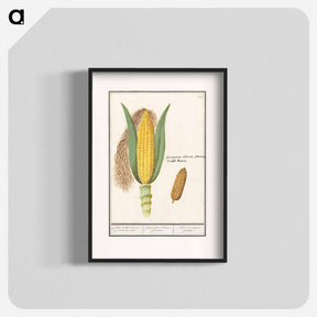 アートポスター-Corn - アンセルムス ボエティウス デ ブート Poster.