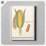 Corn - アンセルムス ボエティウス デ ブート Canvas.