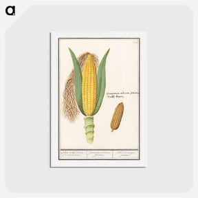 アートポストカード-Corn - アンセルムス ボエティウス デ ブート Postcard.