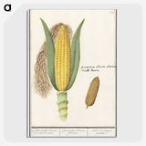 1-38_Anselmus-Boetius-de-Boodt_picture-crop