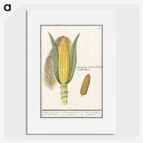 1-38_Anselmus-Boetius-de-Boodt_picture