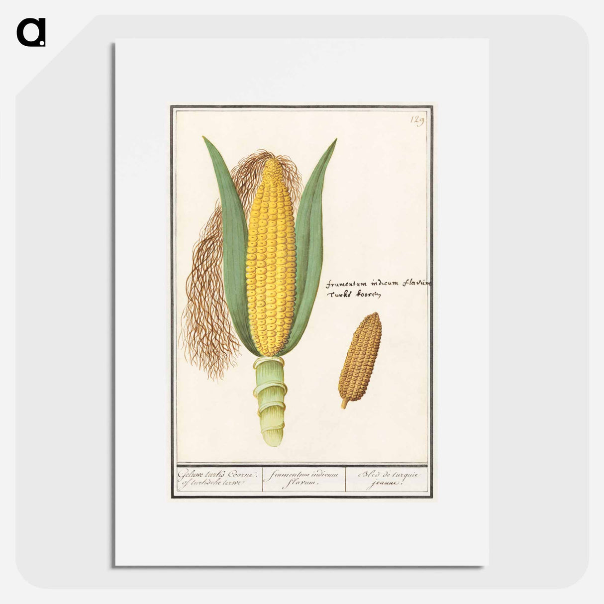 Corn - アンセルムス ボエティウス デ ブート Poster.