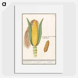 Corn - アンセルムス ボエティウス デ ブート Poster.