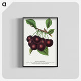 1-38_Botanical-Specimen-Plates_blk-crop