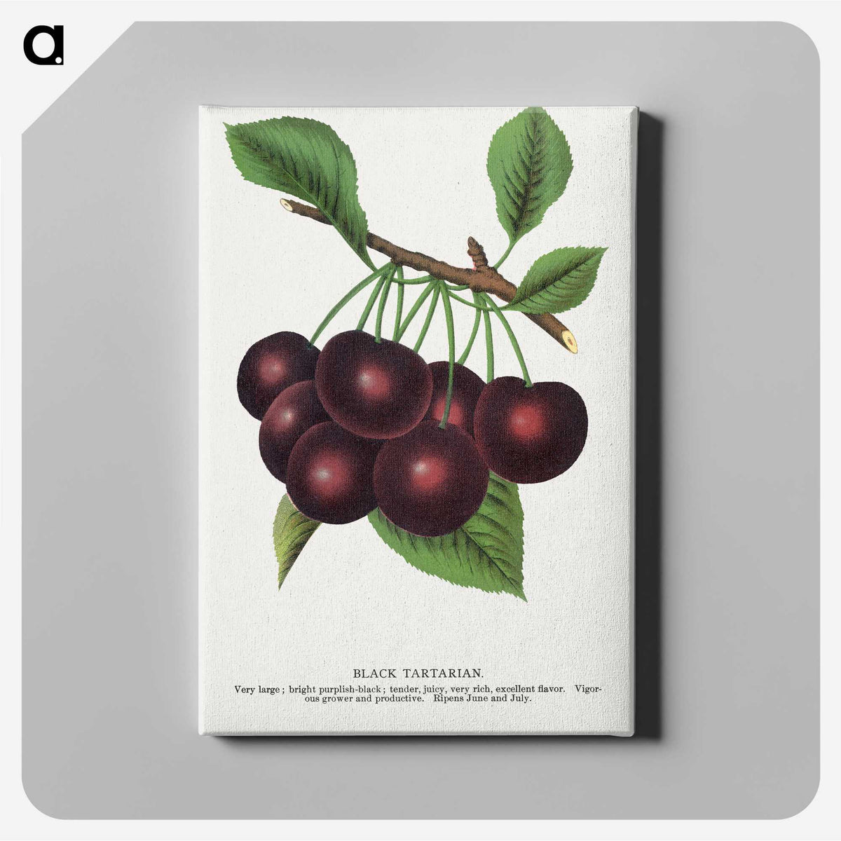 1-38_Botanical-Specimen-Plates_canvas