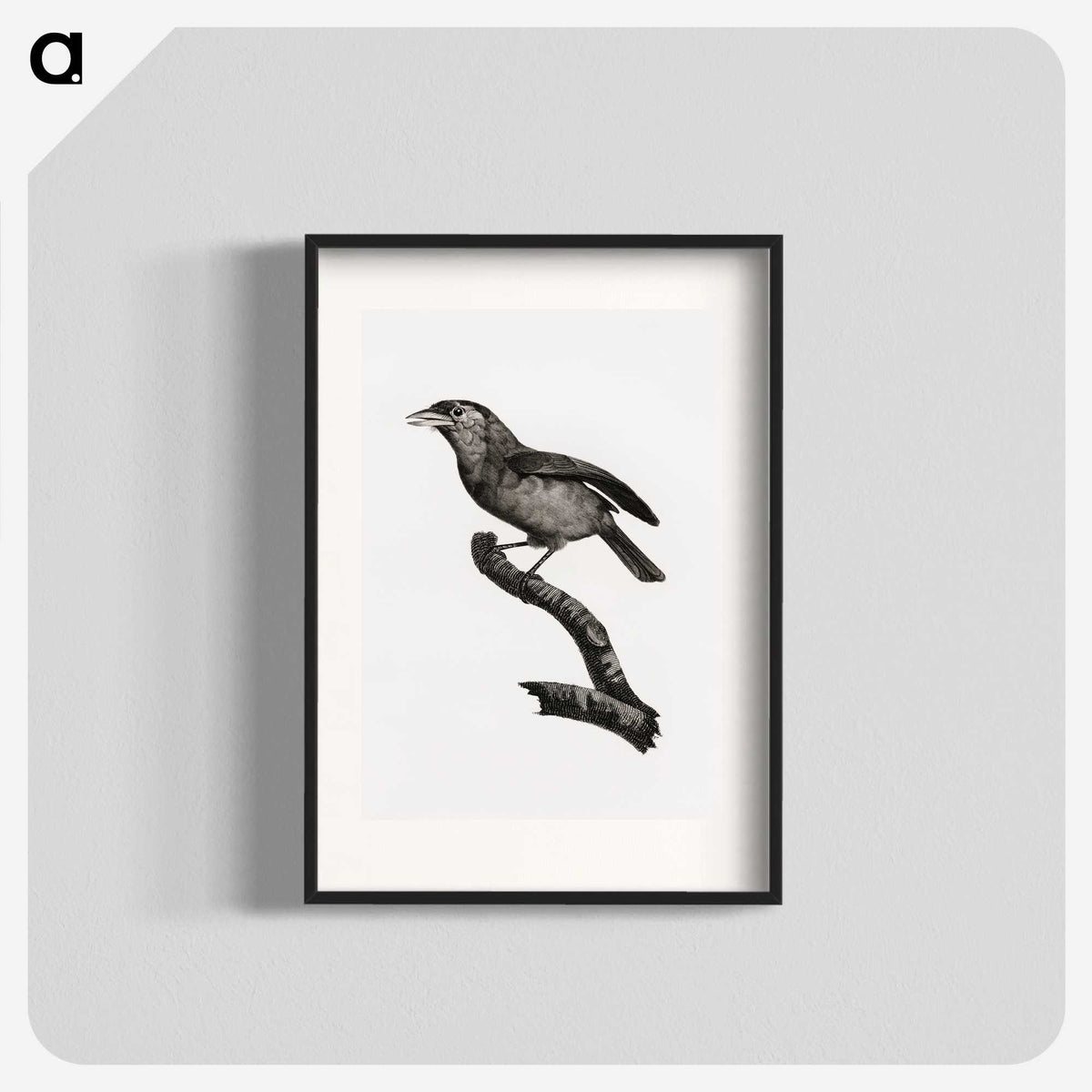 1-38_Des-Oiseaux-de-Paradis_blk