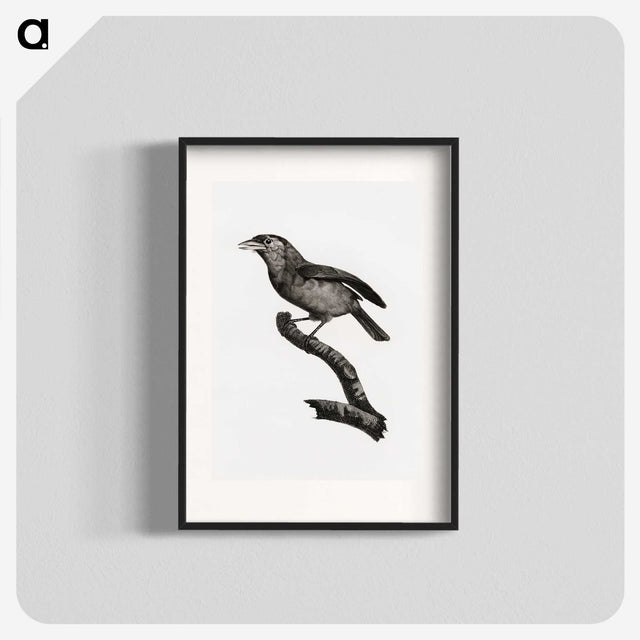 1-38_Des-Oiseaux-de-Paradis_blk