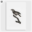 1-38_Des-Oiseaux-de-Paradis_picture