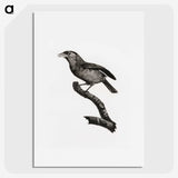 1-38_Des-Oiseaux-de-Paradis_picture