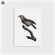 1-38_Des-Oiseaux-de-Paradis_postcard