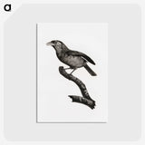 1-38_Des-Oiseaux-de-Paradis_postcard