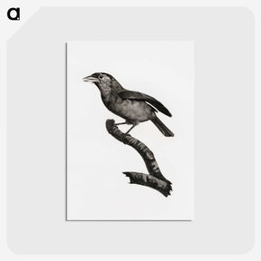 1-38_Des-Oiseaux-de-Paradis_postcard