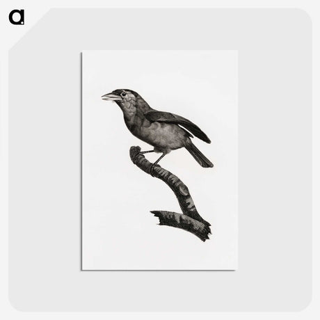 1-38_Des-Oiseaux-de-Paradis_postcard