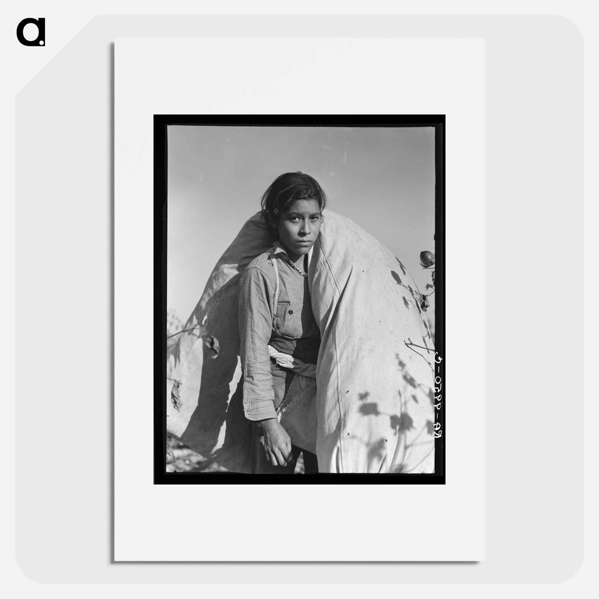 Mexican cotton picker - Dorothea Lange Poster.