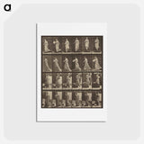 アートポストカード-Animal Locomotion
 - エドワード マイブリッジ Postcard.