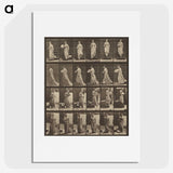 1-38_Eadweard-Muybridge_picture