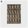 1-38_Eadweard-Muybridge_postcard