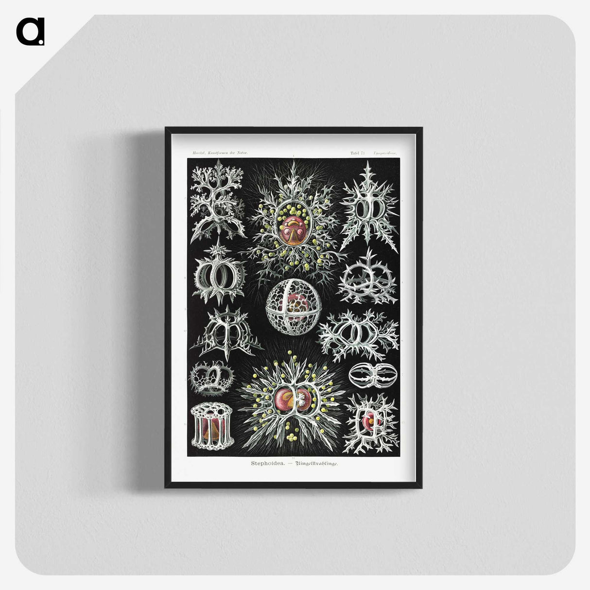 1-38_Ernst-Haeckel_blk-crop