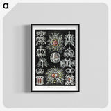 1-38_Ernst-Haeckel_blk-crop