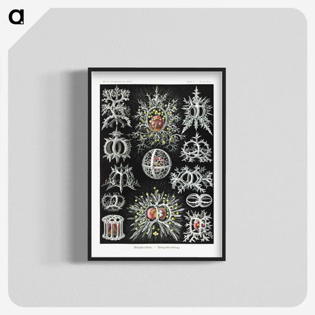 1-38_Ernst-Haeckel_blk-crop